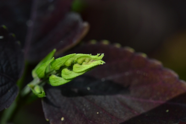 Football kit name printing premier league