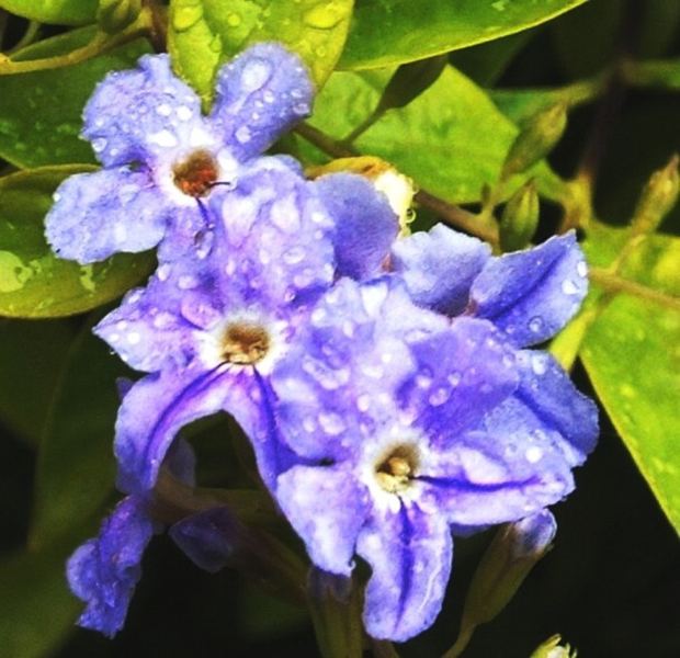 flowers