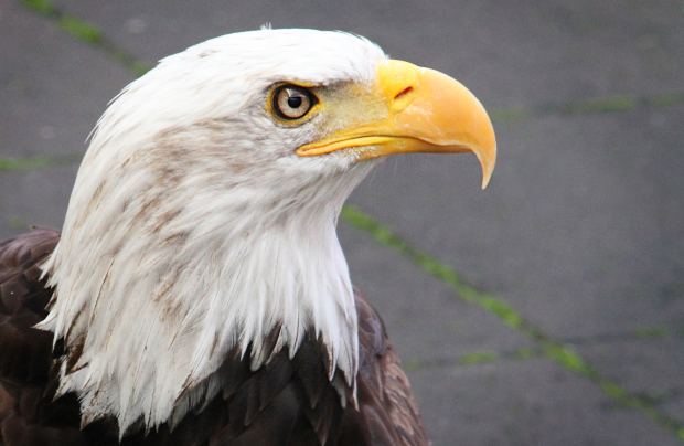 Vente de maillot ronaldo al nassr