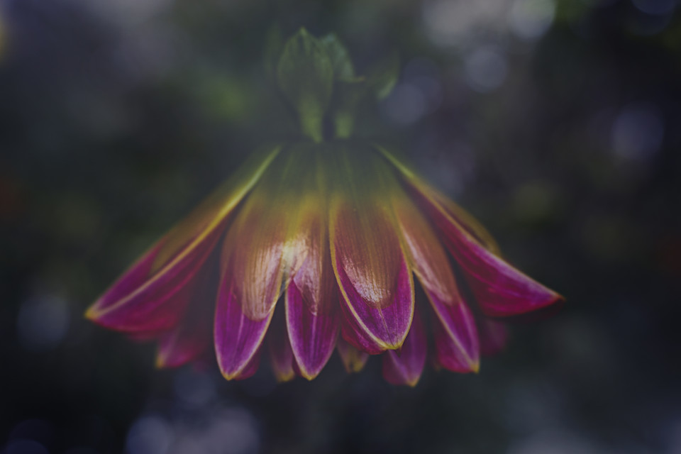 Dahlia Flower free stock photo