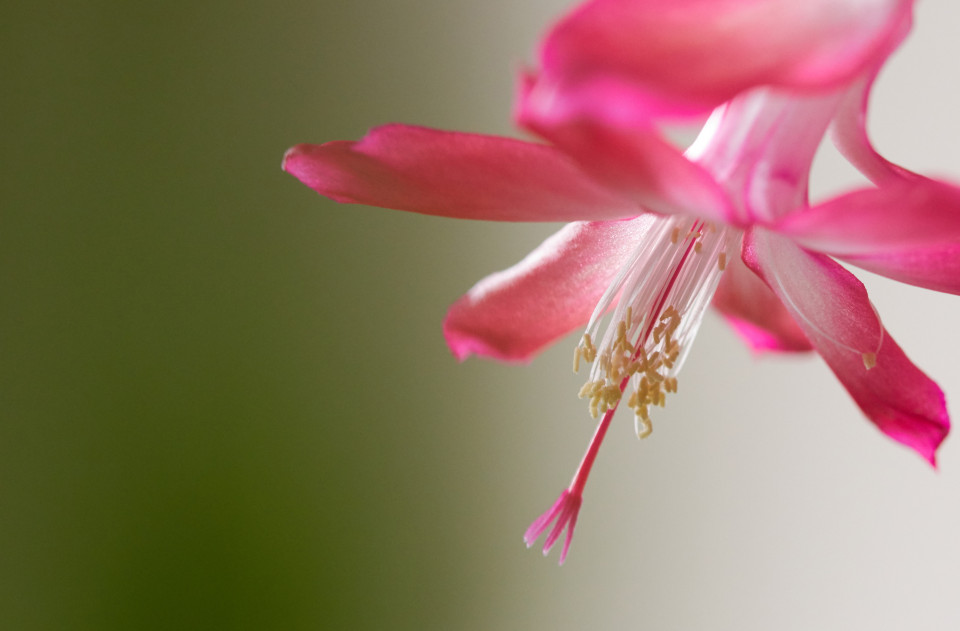 Pink Flower free stock photo