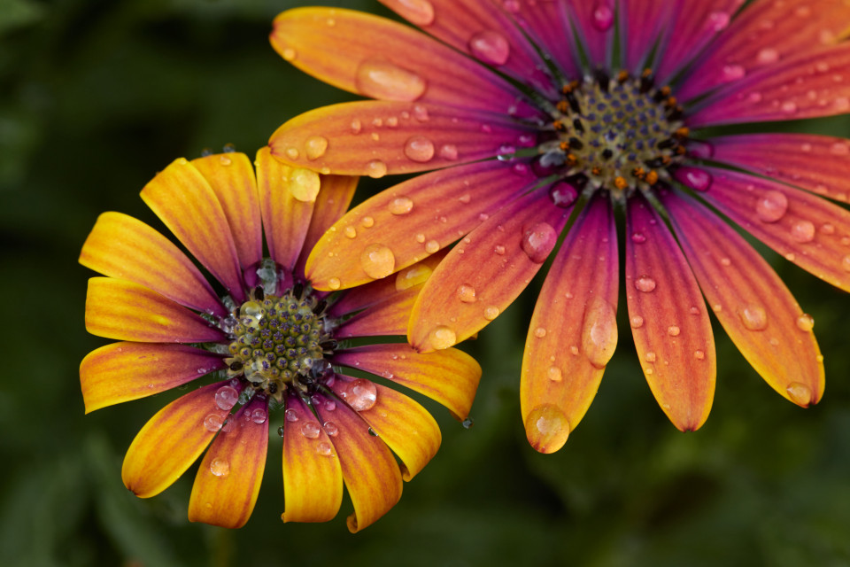 Daisies and Dew Drops free stock photo
