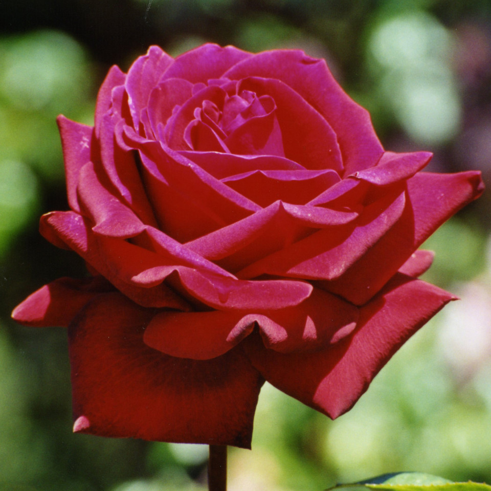 id:1877,name:rose,pivot:photo_id:1163882,tag_id:1877